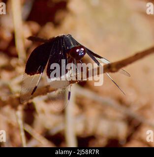Primo piano di Pied-Paddy Skimmer/Dragonfly/India Foto Stock