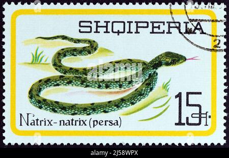 ALBANIA - CIRCA 1966: Un francobollo stampato in Albania dal numero 'rettili' mostra serpente di erba (Natrix natrix persa), circa 1966. Foto Stock