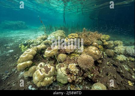 Mangrovie, erbe marine e coralli in un ecosistema di coralli incontaminato, Raja Ampat Indonesia. Foto Stock