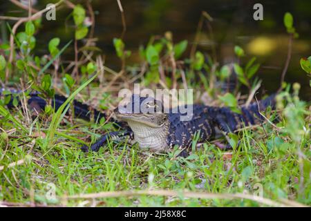 Baby Gator Foto Stock