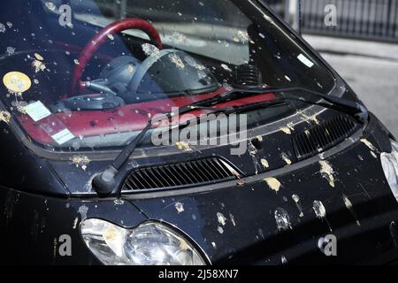 Escrementi di piccione su un'auto - Parigi - Francia Foto Stock