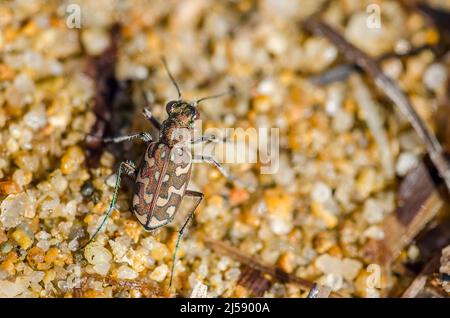 Cicindela flexuosa sardea (=Lophyra flexuosa) è una specie di coleottero della tigre. Foto Stock