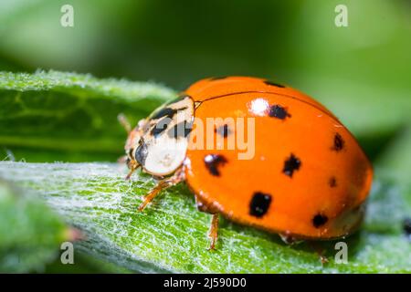 Harmonia axyridis, più comunemente noto come harlequin, variopinto asiatico, o ladybeetle asiatico, è un grande coleottero coccinellide. Foto Stock