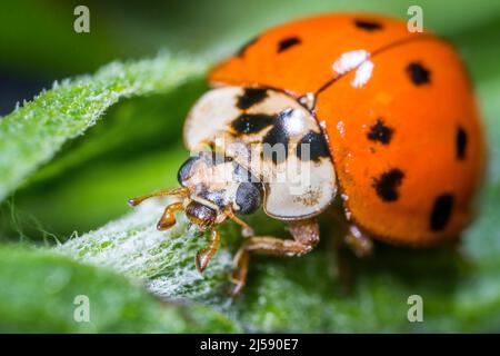 Harmonia axyridis, più comunemente noto come harlequin, variopinto asiatico, o ladybeetle asiatico, è un grande coleottero coccinellide. Foto Stock