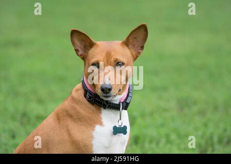 Ritratto di carino cucciolo africano di cane cespuglio. Primo piano. Animali domestici. Cane purebred. Foto Stock