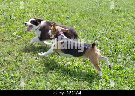 Carino collie di confine cucciolo e aquila inglese cucciolo sono in esecuzione su un prato verde nel parco estivo. Animali domestici. Cane purebred. Foto Stock