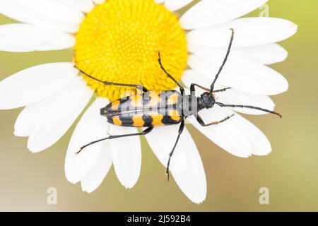 Il coleottero a quattro bande, Leptura quadrifasciata, è una specie di coleottero della famiglia Cerambycidae. Foto Stock