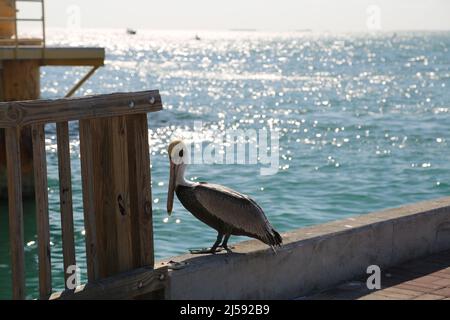 Marrone Pelican sul molo Foto Stock