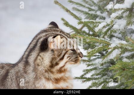 Il gatto della foresta di Amur sta mangiando gli aghi del pino. leopardo siberiano Cat. Felis bengalensis euptilur. Animali nella fauna selvatica. Foto Stock