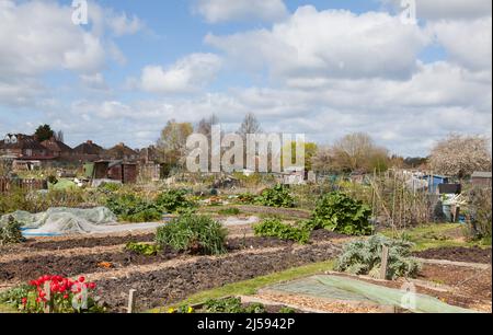 Allotments Didcot Oxfordshire Foto Stock