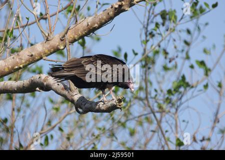 Tacchino Vulture (Cathartes aura) in Big Cypress Swamp, Florida, USA Foto Stock