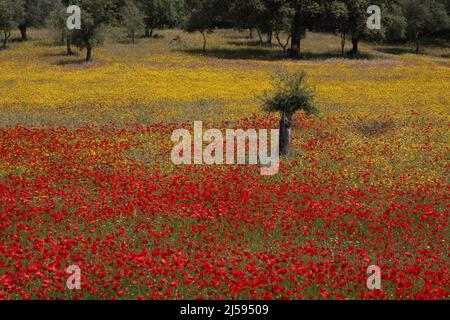 Campo di papavero rosso con prato di fiori gialli vicino a Serrejon, Estremadura, Spagna Foto Stock