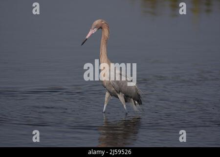 Airone rosso (Egretta rufescens) sull'isola di Merritt, Florida, Stati Uniti Foto Stock