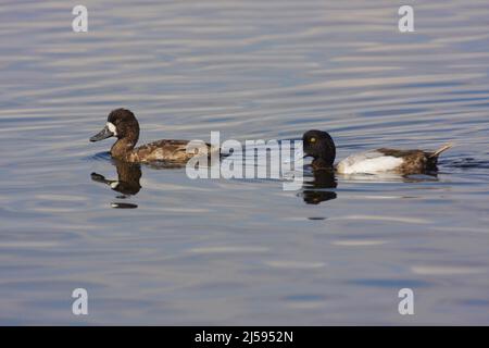 Paup (Aythya marila) su Merritt Island, Florida, USA Foto Stock