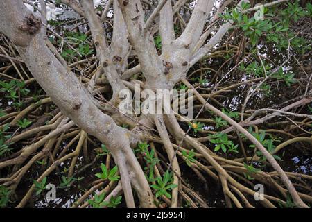 Red mangrove (Rhizophora mangle) su Sanibel Island, Florida, USA Foto Stock