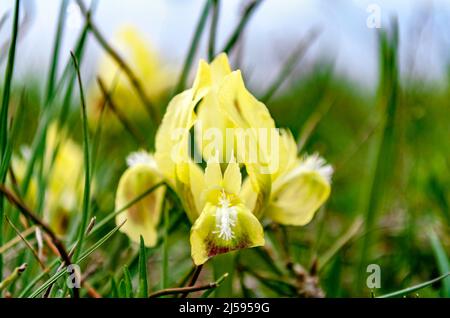 Iris reticulata. Bakeriana è una varietà di piante del genere Iris. Le iridi selvatiche che crescono in primavera nelle montagne del Caucaso vicino al mare Foto Stock