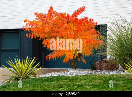 Un albero di Sumac, Rhus typhina Tiger occhi, vivace arancione in autunno stagione, è una bella aggiunta in un ben curato giardino resistente alla siccità. Foto Stock