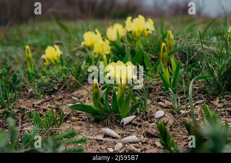 Iris reticulata. Bakeriana è una varietà di piante del genere Iris. Le iridi selvatiche che crescono in primavera nelle montagne del Caucaso vicino al mare Foto Stock