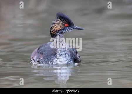 Uccello delle orecchie Grebe a Vancouver BC Canada Foto Stock