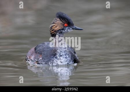 Uccello delle orecchie Grebe a Vancouver BC Canada Foto Stock