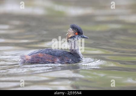 Uccello delle orecchie Grebe a Vancouver BC Canada Foto Stock
