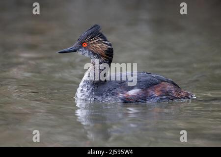 Uccello delle orecchie Grebe a Vancouver BC Canada Foto Stock
