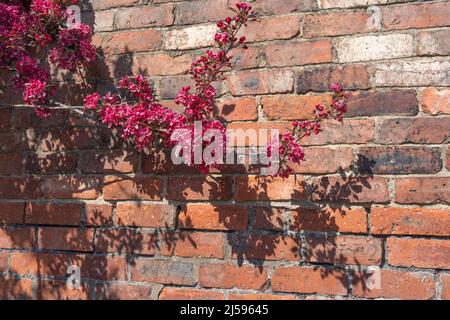 Rosa scuro fiore di mela granchio in fiore e gettando un'ombra su un muro di mattoni caldo. Foto Stock