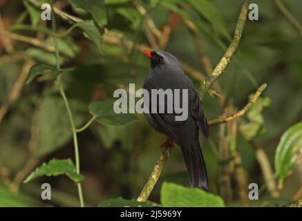 Solitaire (Myadestes melanops) adulto arroccato su ramo basso nella foresta pluviale Monteverde Reserve, Costa Rica Marzo Foto Stock