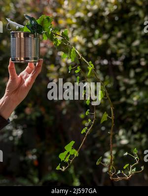 Una lattina è stata riciclata per diventare un vaso di pianta di edera Foto Stock