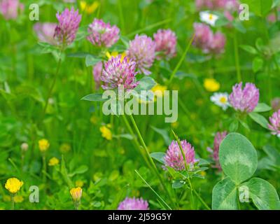 Trifoglio rosso fiorito, Trifolium pratense, primo piano Foto Stock