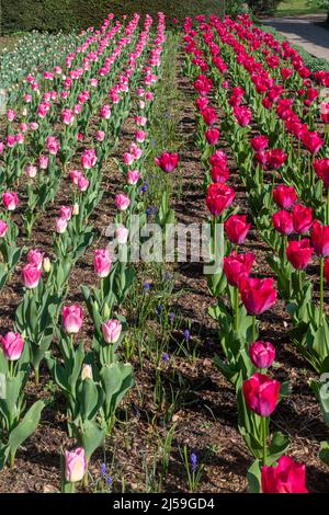 Festival di tulipani primaverili di Dunsborough Park a Surrey, Inghilterra, Regno Unito, nel mese di aprile. File di tulipani rossi 'Lady van Eijk' e rosa 'Synasty' varietà. Foto Stock