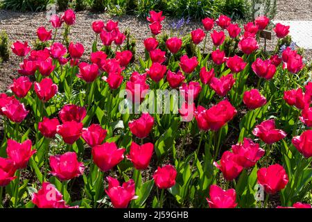 Tulipani Red Tulip 'Lady van Eijk' al festival di tulipani primaverili del Dunsborough Park a Surrey, Inghilterra, Regno Unito. Foto Stock