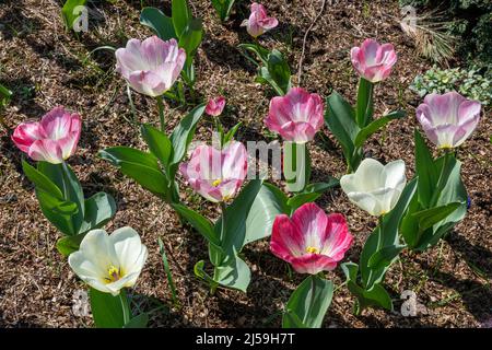 Tulip 'Flaming Purissima' al festival di tulipani primaverili del Dunsborough Park a Surrey, Inghilterra, Regno Unito, nel mese di aprile Foto Stock