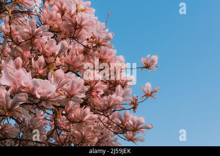 Fiori rosa di magnolia, grandi fiori rosa di magnolia e boccioli, fiori a forma di piattino. Gli alberi della Magnolia soulangeana fioriscono in primavera Foto Stock