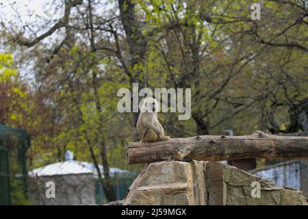 Baboon su un ceppo di albero, alberi sullo sfondo (sfocato). Zoo di Wroclaw, Polonia Foto Stock