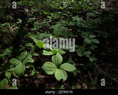 Il vero nodo dell'amante con i suoi gambi lunghi, cresce al di sopra del fogliame dell'anemone del legno. Il germoglio di fiori sta cominciando a comparire su alcune delle piante. Foto Stock