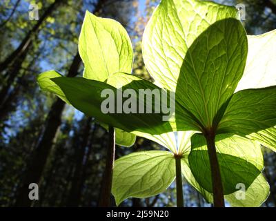 Erba Parigi dal lato inferiore, qui si può vedere chiaramente il gambo spesso della pianta e molto chiaramente la composizione della foglia contro la luce del sole. Foto Stock