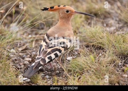 Hoopoe - Upupa epops - ritratto preso al piano terra Foto Stock