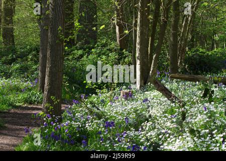 Bluebells, Hyacinthoides non-scripta, e maggiore stitchwort, Stellaria holostea fiori a Hillhouse Wood a West Bergholt, Essex in primavera Foto Stock