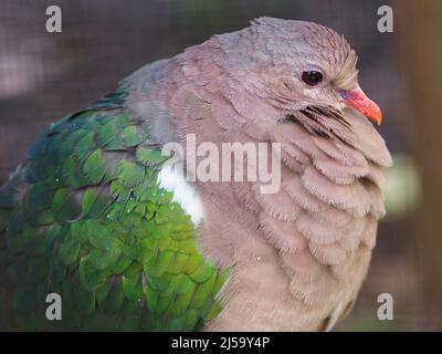 Notevole e accattivante Pacific Emerald dove con un caratteristico e vibrante piumaggio. Foto Stock