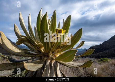 Fioritura Frailejón (Espeletia grandiflora) pianta nel paramo ad alta quota delle Ande. Parco Nazionale Los Nevados, Colombia, Sud Foto Stock
