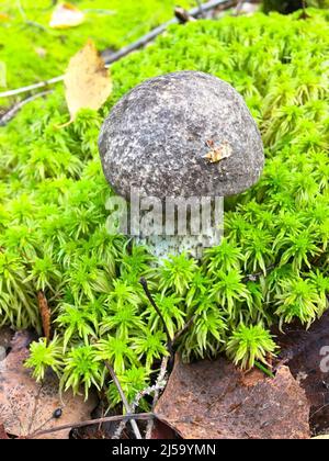 Funghi di betulla nella foresta d'autunno. Primo piano Foto Stock