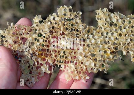 Cornice di ape di cera mangiata dai parassiti. Cera per falda. Parassiti di orticaria attiva. Galleria mellonella specie in un nido d'ape senza api. Foto Stock