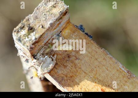 Parassitoide della falda di cera. Parassiti di orticaria attiva. Parassitoide della Galleria mellonella caterpillar. Foto Stock