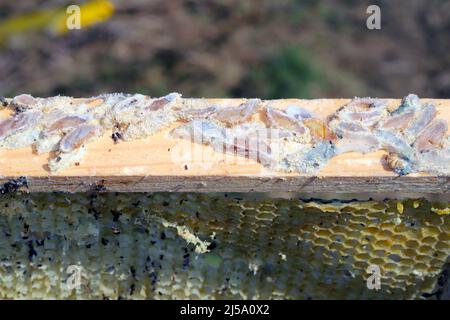 Cornice di ape di cera mangiata dai parassiti. Cera per falda. Parassiti di orticaria attiva. Galleria mellonella specie in un nido d'ape senza api. Foto Stock