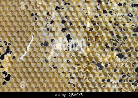 Cornice di ape di cera mangiata dai parassiti. Cera per falda. Parassiti di orticaria attiva. Galleria mellonella specie in un nido d'ape senza api. Foto Stock