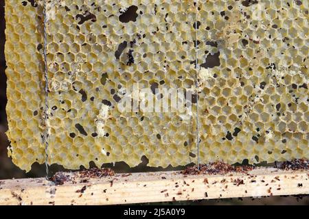 Cornice di ape di cera mangiata dai parassiti. Cera per falda. Parassiti di orticaria attiva. Galleria mellonella specie in un nido d'ape senza api. Foto Stock