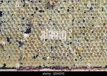 Cornice di ape di cera mangiata dai parassiti. Cera per falda. Parassiti di orticaria attiva. Galleria mellonella specie in un nido d'ape senza api. Foto Stock