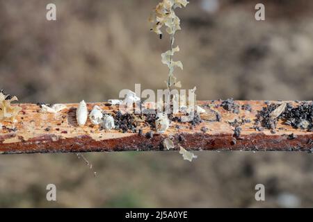 Cornice di ape di cera mangiata dai parassiti. Cera per falda. Parassiti di orticaria attiva. Galleria mellonella specie in un nido d'ape senza api. Foto Stock