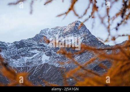 I colori del fogliame nei boschi di larici dell'Engadina: Una delle valli più visitate e famose delle Alpi svizzere, nei pressi della città di Sils Maria, S. Foto Stock